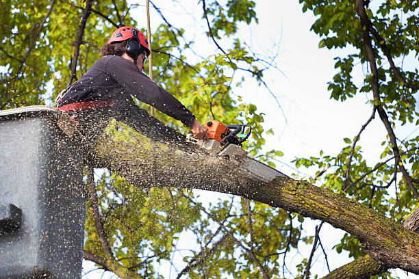 Residential Tree Removal in Slippery Rock University, PA